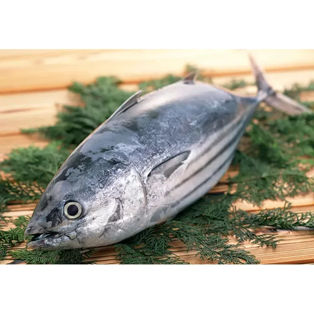 1-1.8kg Frozen Whole Tuna Skipjack Fish