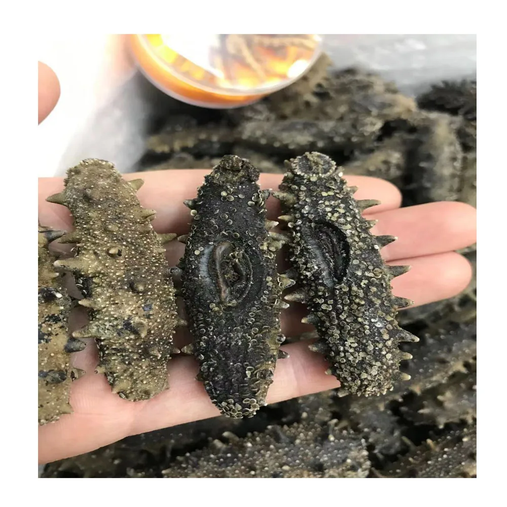 Сушеный морской огурец с высоким содержанием белка и низким содержанием калорий