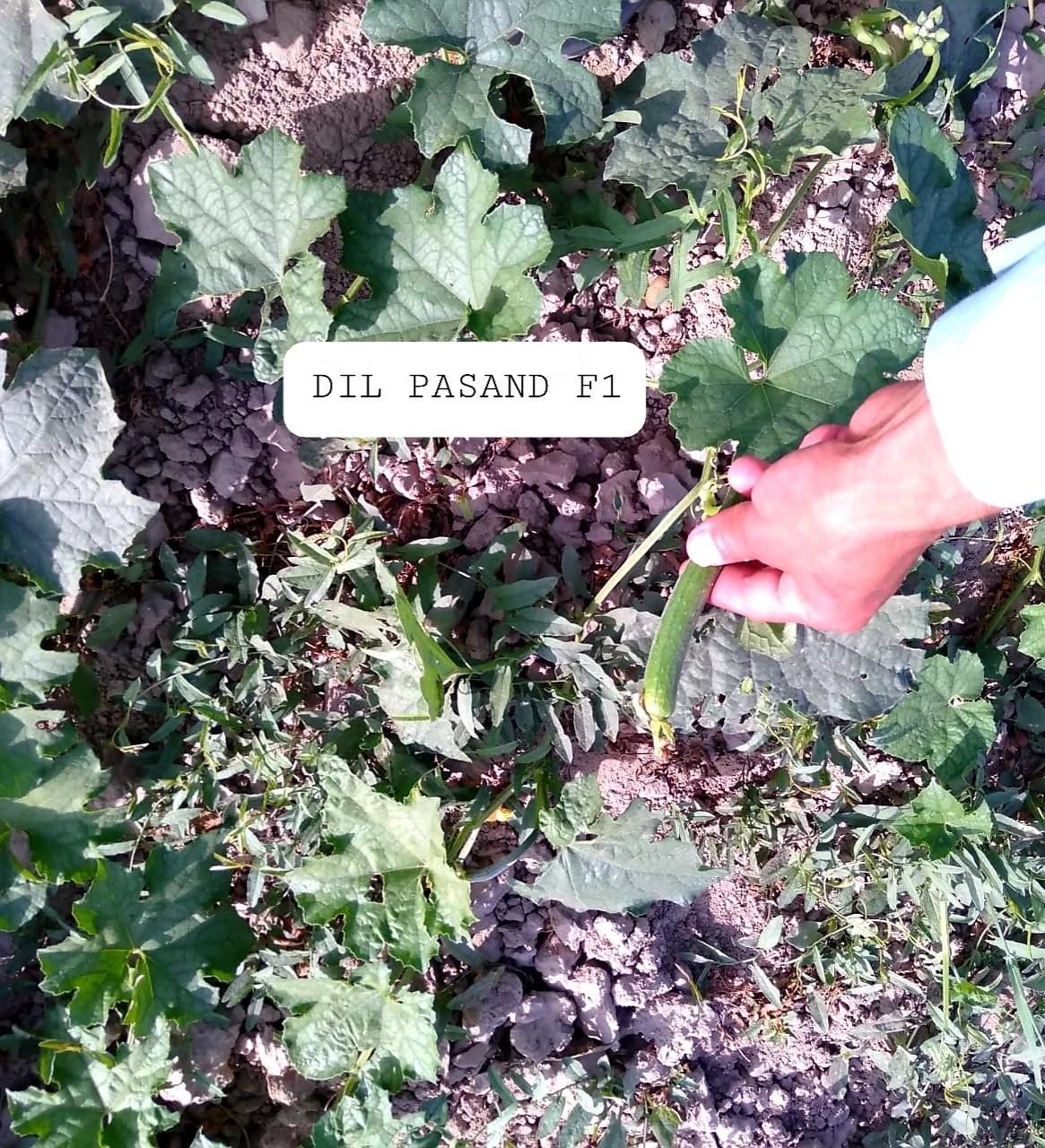 Семена губчатой тыквы Hybrid DIL PASAND