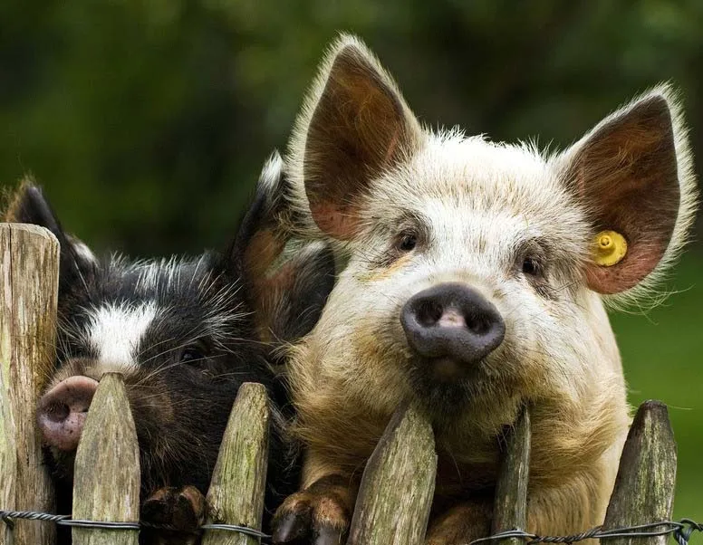 Probiotic 20 bilion cfu/g Bacillus Laterosporus for Cattle, Chicken, Horse, Pig, sow