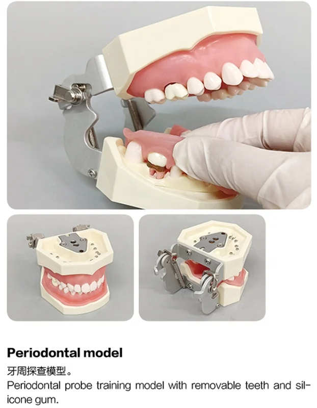 Dental Experiment Dentrue Teeth Model.jpg