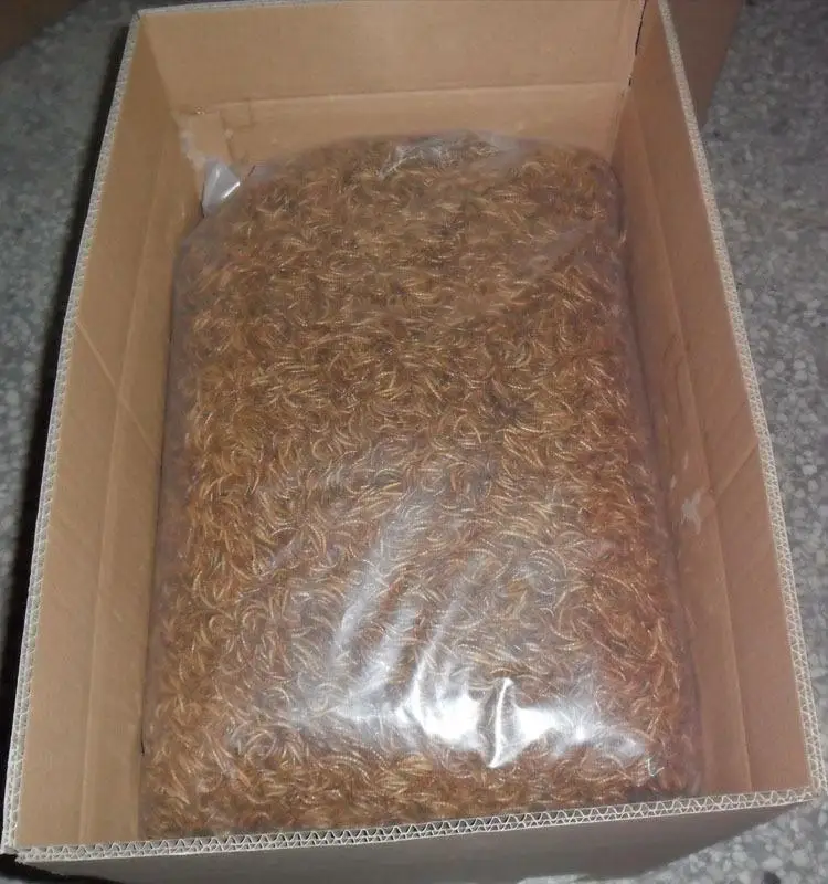 Best Quality Dried Yellow Mealworm for feeding in 25kg bags Promotion Sales Dried Shrimp Meal Powder