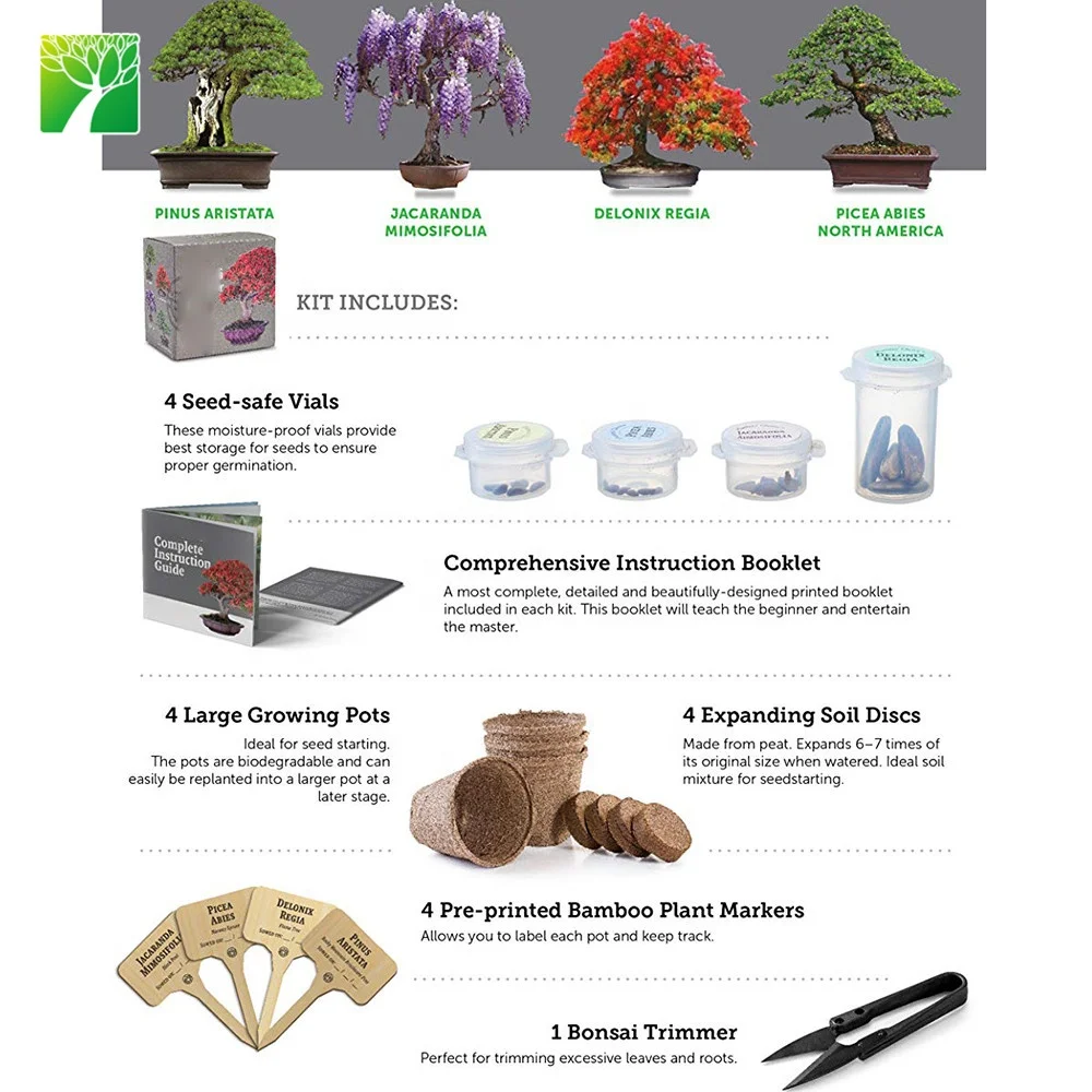 Amazon cheap hot sale real ornamental plants naturally grow chinese bonsai tree kit