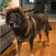 Updated Wholesale Cute Pet Costume Headdress Hairbands Halloween Christmas Lion Mane Wig Hat