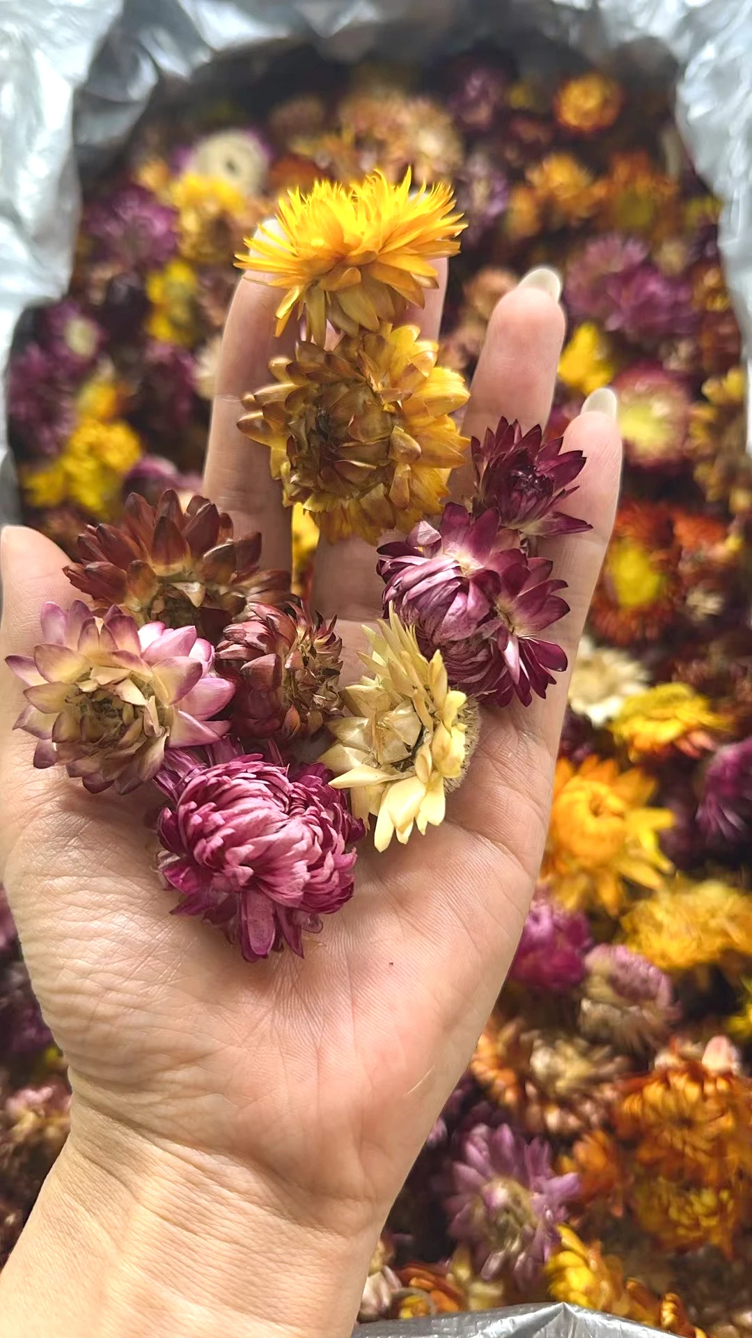 National Dried Colorful Chrysanthemum Flower Tea Low Price Herbal tea