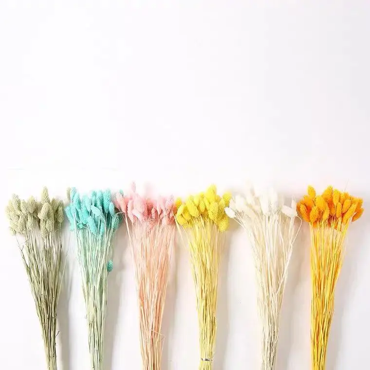 Dried Phalaris Gem Grass Dried Phalaris grass for Home Wedding Decoration