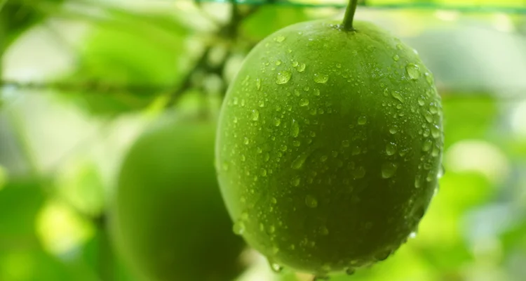 
monk fruit sweetener powder organic monk fruit extarct blend with erythritol with halal certificates 