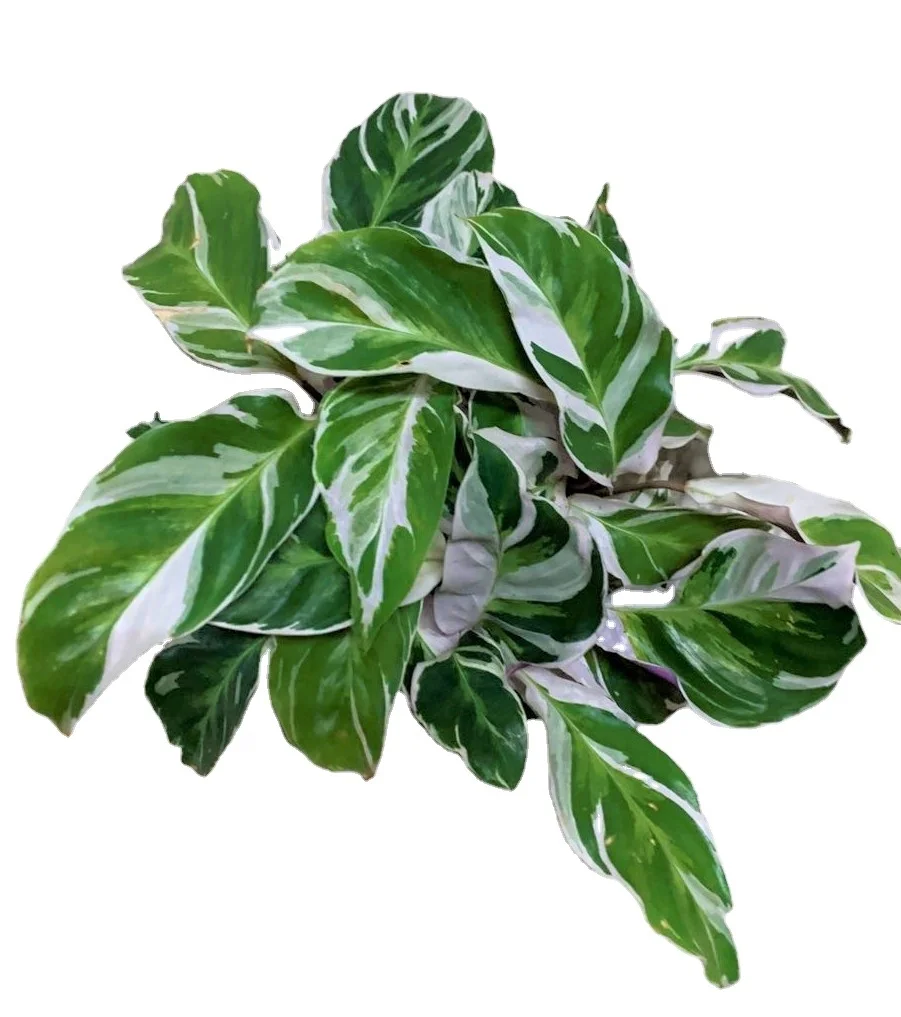  Оптовая продажа продвижение Calathea Fusion белая листва живые растения