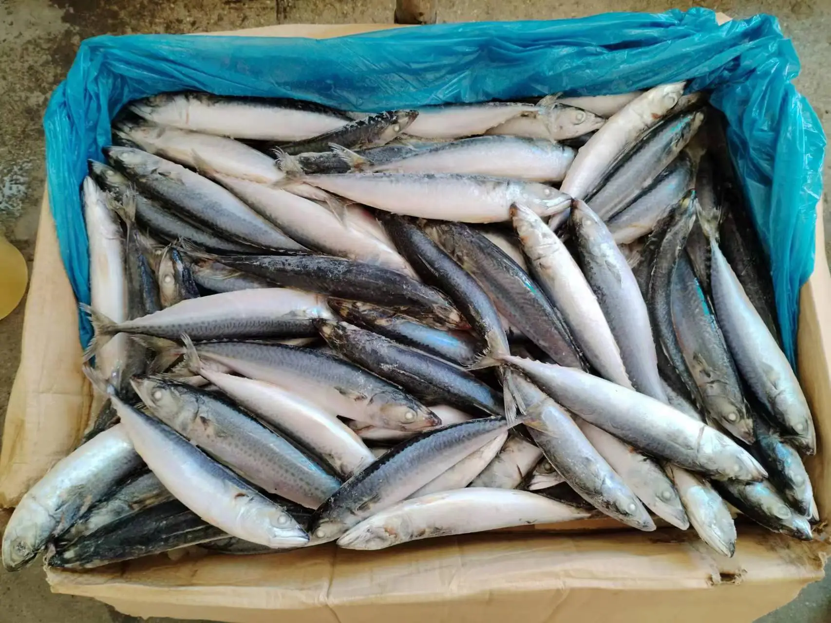F2401 new stock frozen mackerel whole round manufacturer 100-200G SCOMBER JAPONICUS frozen pacific mackerel fish