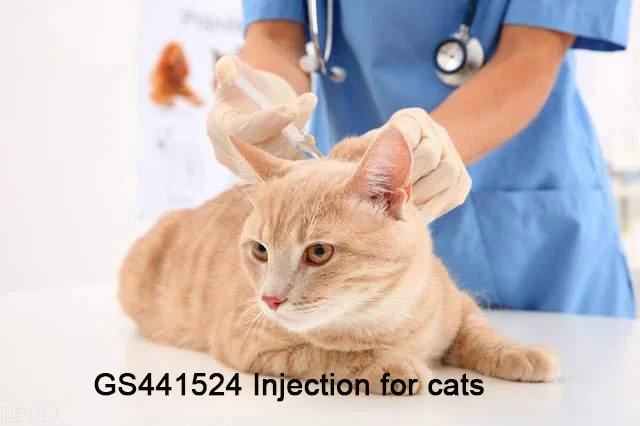 Хороший эффект лечения Cat впрыска fipv возник