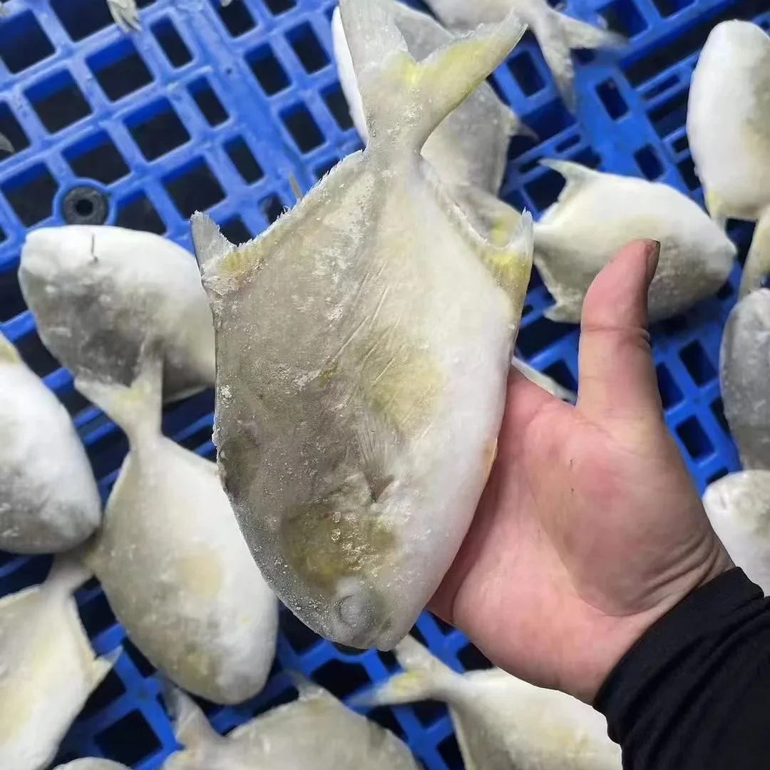 Quality frozen seafood pomfret fish golden pomfret