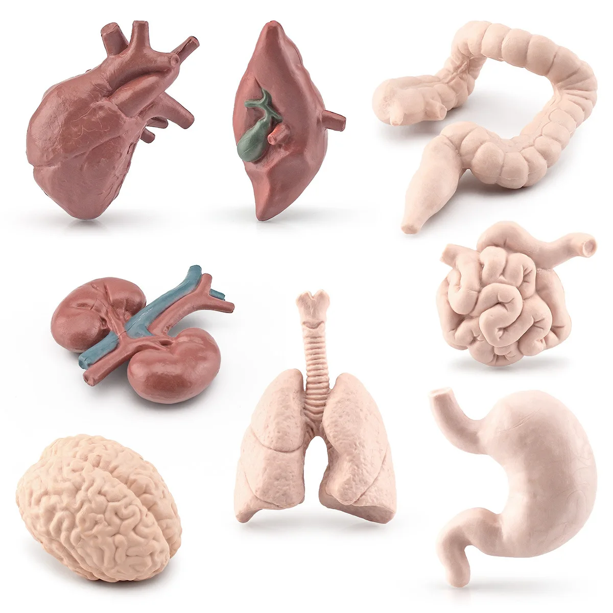 Montessori teaching AIDS for children simulate human organs brain heart gastrointestinal lung liver kidney model