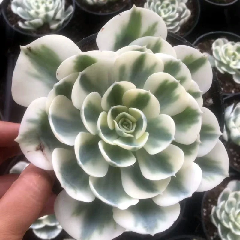  Реалистичные суккулентные растения Echeveria Lenore 6-8 см декоративное растение Дина садовое украшение для детской настоящие натуральные