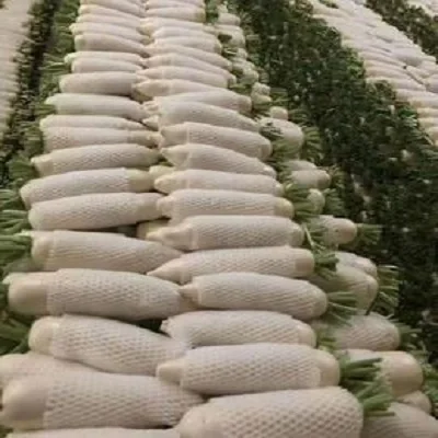 factory direct sale White/green radish good quality and low price radish