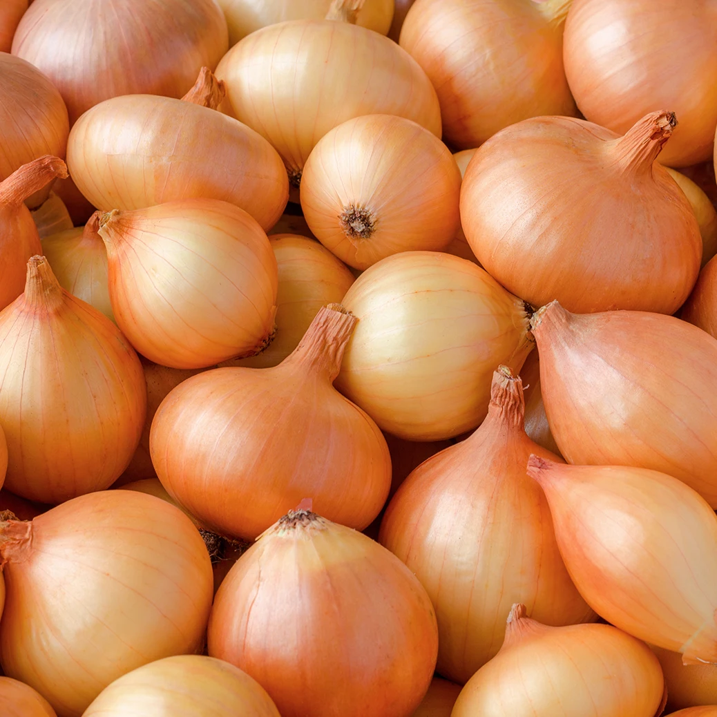 Fresh yellow onions Holland The Netherlands for wholesale private label sizes 50mm / 70mm 5 - 25kg bags best quality