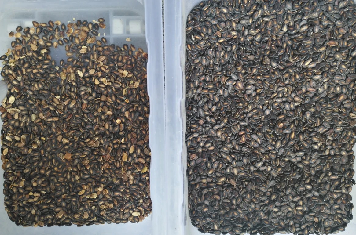 Sunflower seeds color sorting machine watermelon seed color sorter /sort machine with high quality