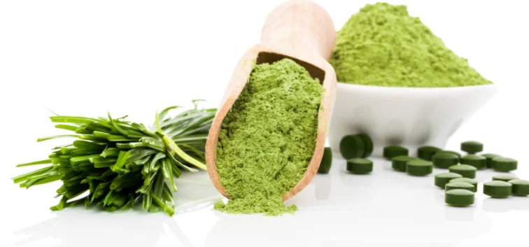100% Organic Green Tea Extract Powder 20%~98% L-theanine Green Tea Polyphenols HPLC