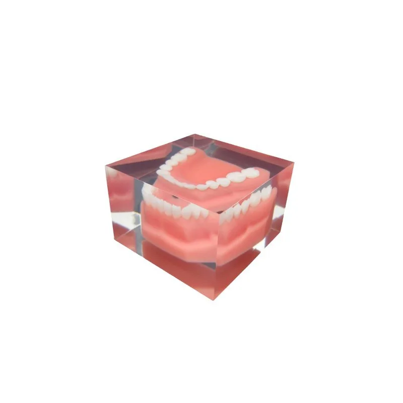 Resin Tooth Model Decoration Medical Teaching Dental Model Dental Oral Teaching Dental Cast Advertising Gifts