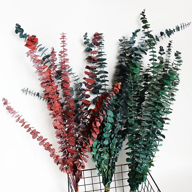 Dried Real Eucalyptus Wood Branches 10 Stems Natural Brush Eucalyptus Leaves for Flower Wreath Arrangements