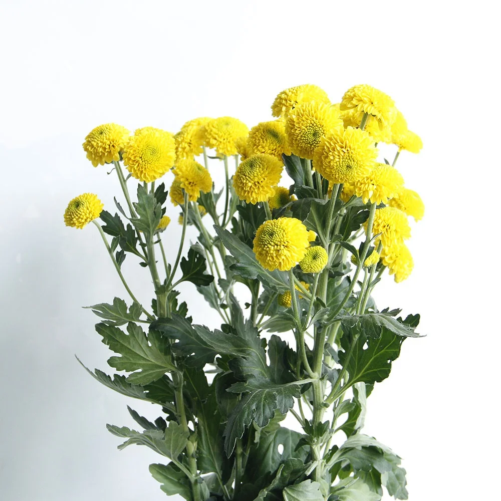 New Style Sprayed Chrysanthemums Kaku Fresh Cut Flowers Bouquet Wedding Home Decor