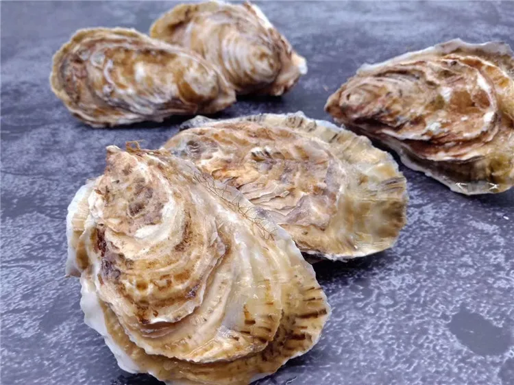Good Quality Frozen Good Price Stable Supply Aquaculture Live Oyster For Sale