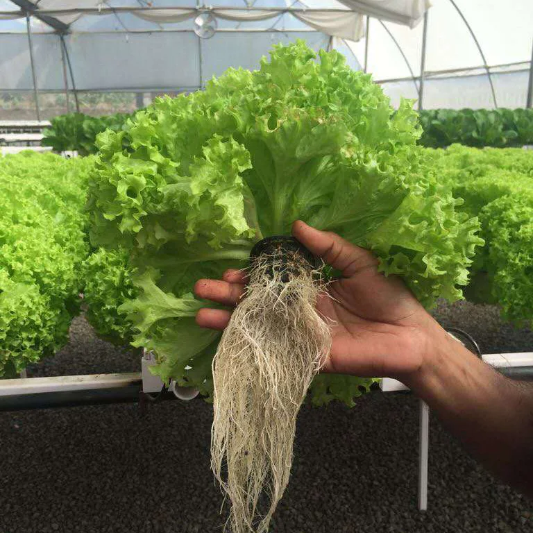 4 inch Plastic Mesh Net Cup Hydroponics Planting Pot for Dutch bucket