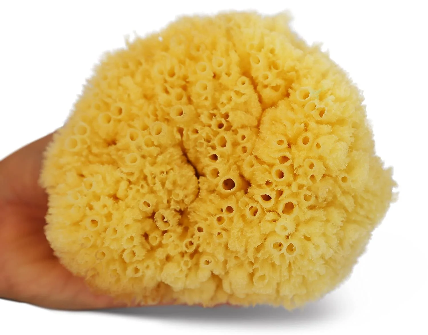 Natural Sea Sponge Decolorization Honeycomb Shape Bath Sponge From Greece