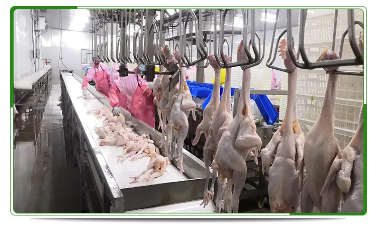 Best price stainless steel complete 1000 bph poultry slaughtering equipment