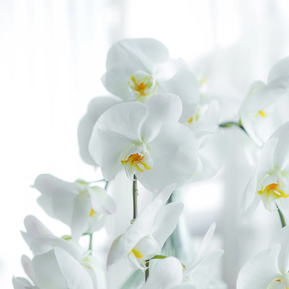 Wholesale hot and high quality fresh cut flowers Phalaenopsis and Dendrobium Orchid for table decoration