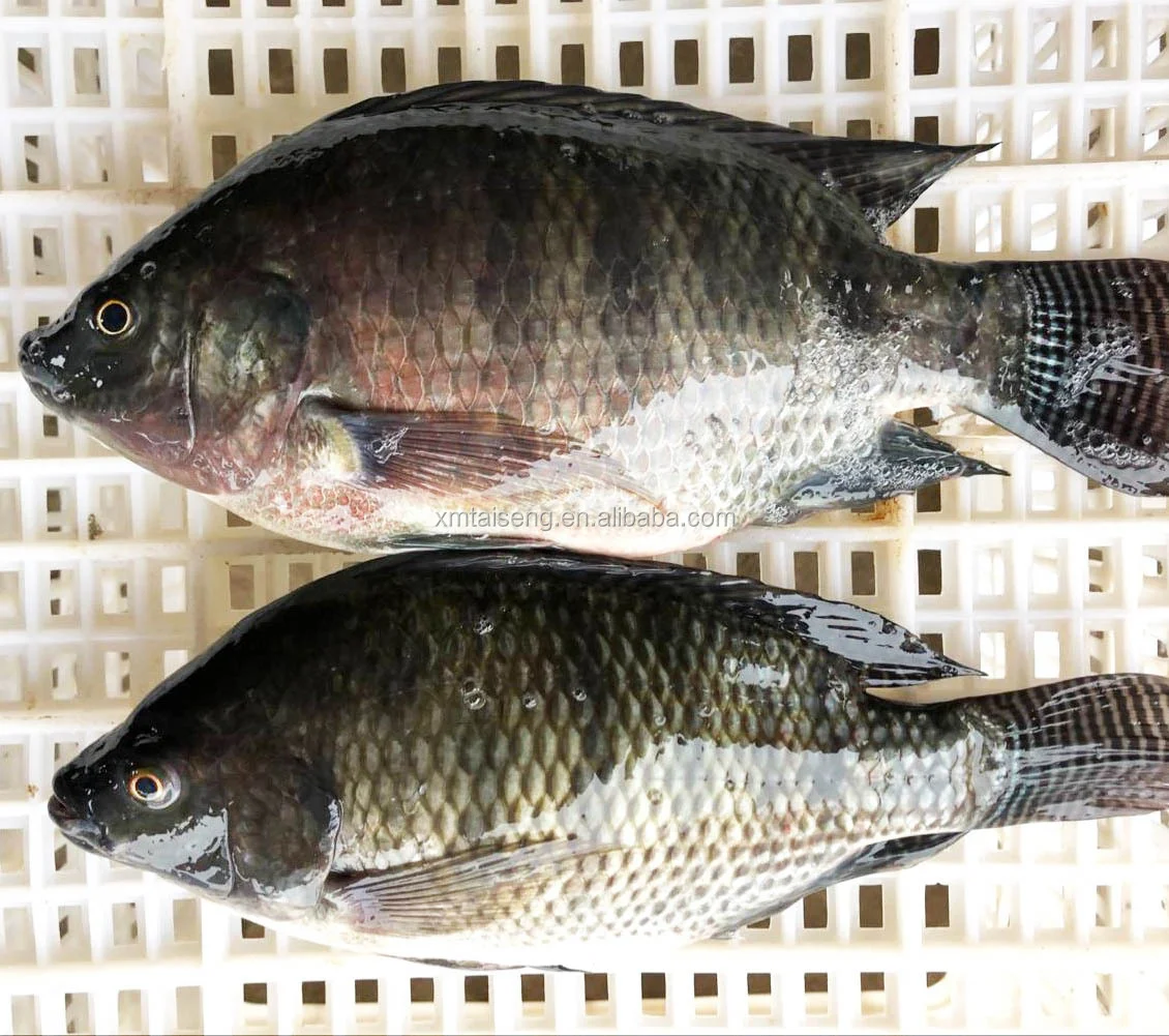 tilapia (5)