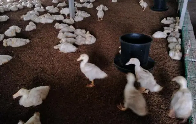 Poultry Feed Additives For Chicken Health Protect