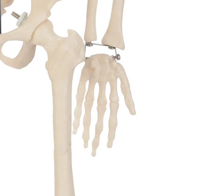CBM-001C 85cm Human Skeleton  Model,Artificial Education Anatomical Medical Skeleton Model