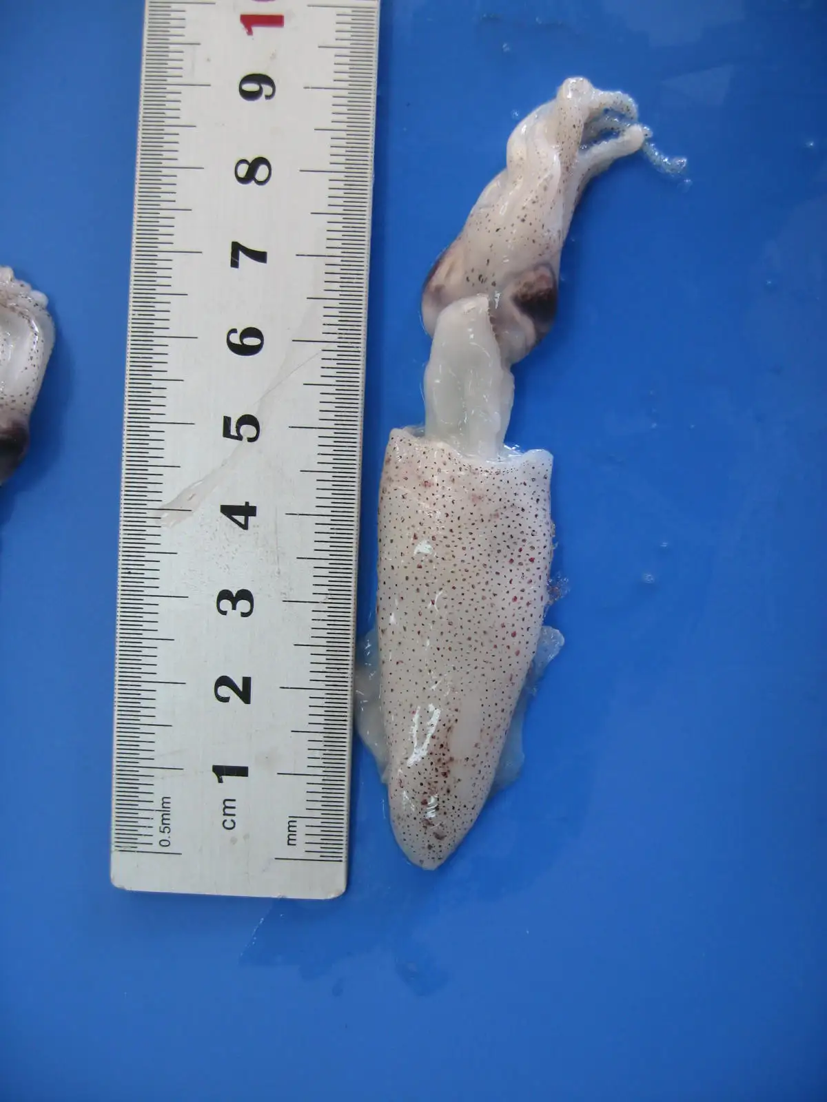 Factory Directly Supply Loligo Natural Nutrition Delicious Frozen Baby Squid For Cooking