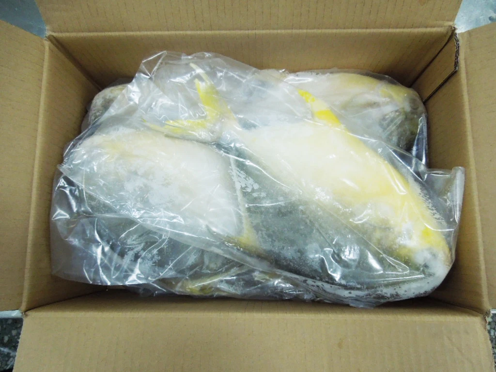 FOODSTAR Brand Premium Quality Frozen Golden Pompano Pomfret Fish with Competitive Price