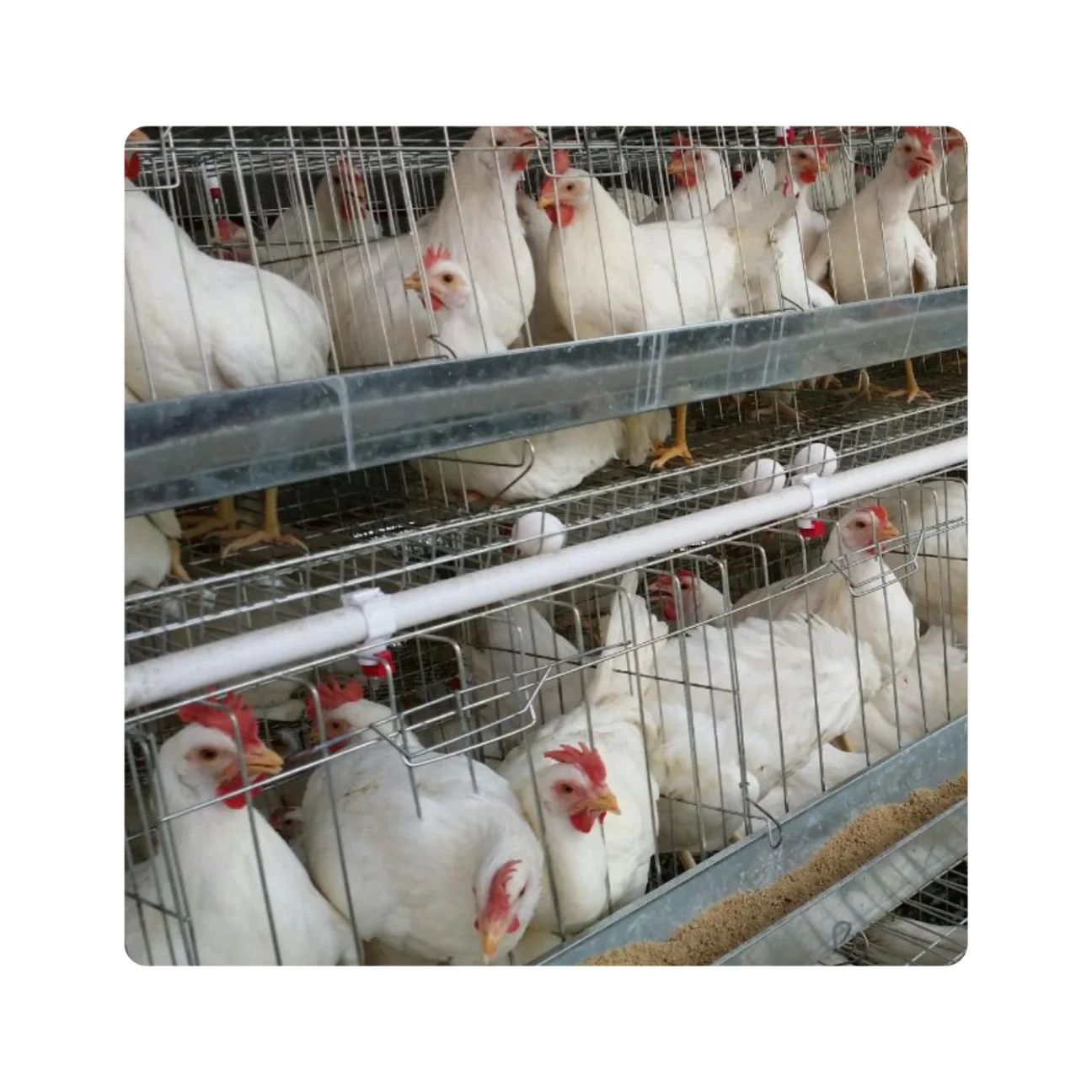 A type galvanized chicken cages for laying hen poultry cage Chicken Layer Cage Used In Poultry Farm