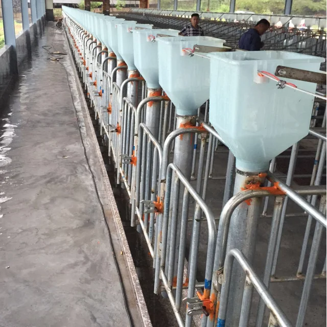 pig feed dispenser for sow.