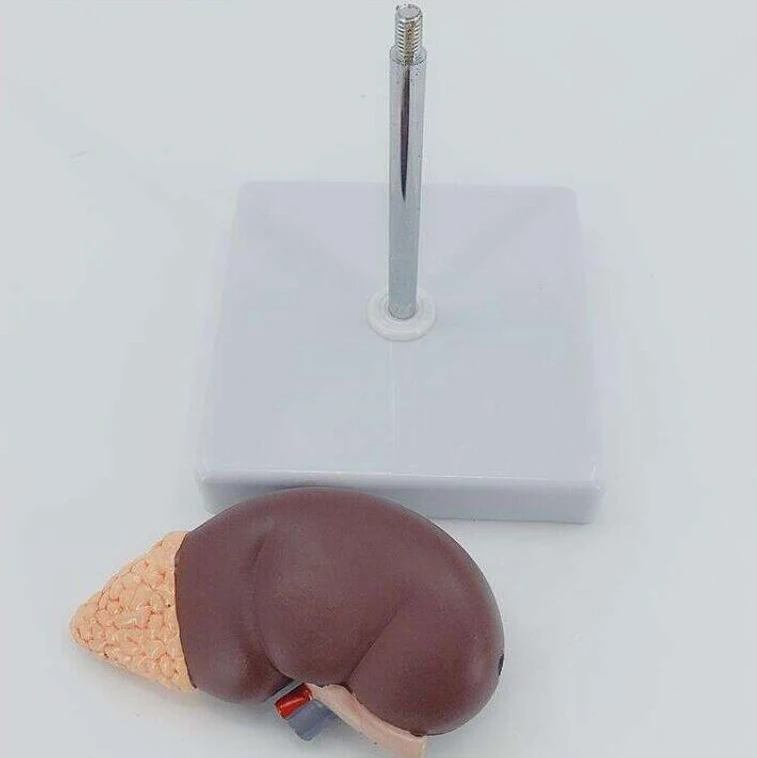 Plastic Anatomy of natural large kidney