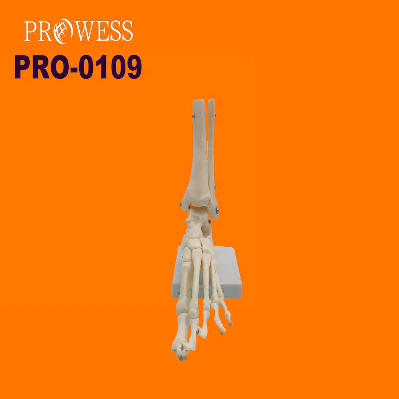 PRO-0109 Life-size Human Foot Joint skeleton Model Medical Anatomical for Medical Teaching