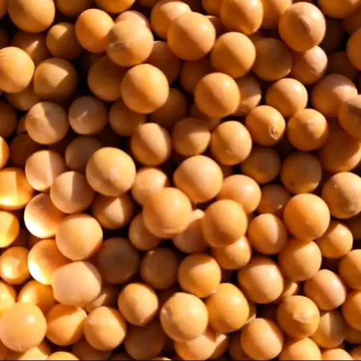 Высококачественные сушеные вакуумные NON-GMO соевые бобы доступные продукты без ГМО желтые