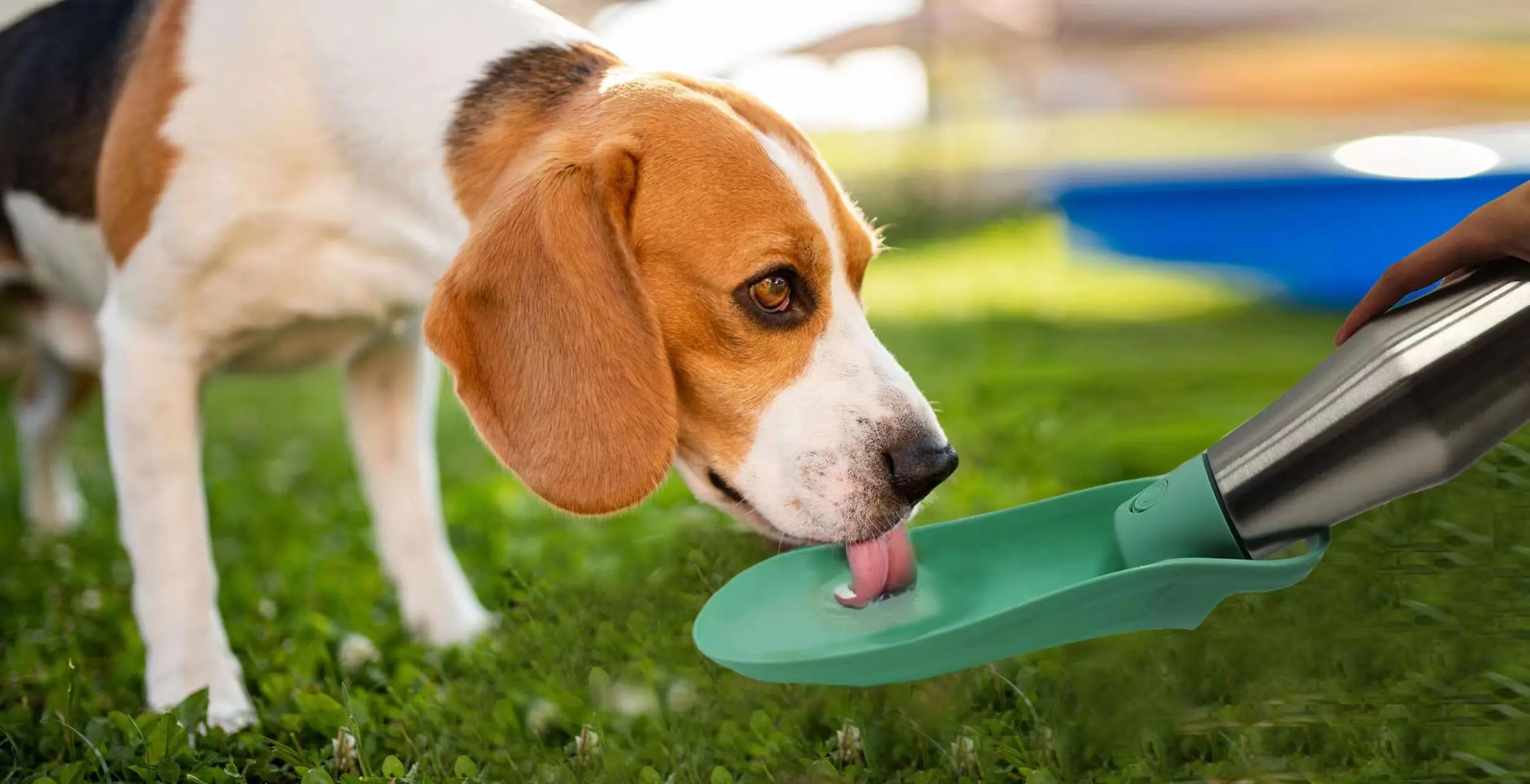 New Custom 304 Stainless Steel 26oz 770ml Pet Water Bottle For Dog Cat Drinking&Feeding Water Dispenser Bottles Outdoor Travel