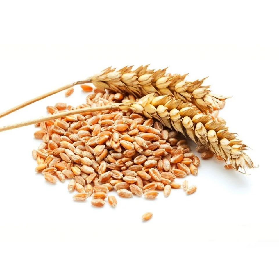 Kazakhstan Wholesale Natural Organic First Grade Animal Feed Wheat 50 Kg Bag Packaging Wheat Seeds Cereal Grain