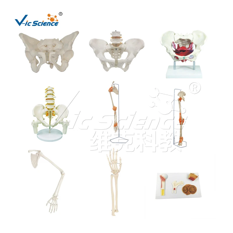 Breast Cross Section Anatomy Model medical and anatomical model medical science anatomical model