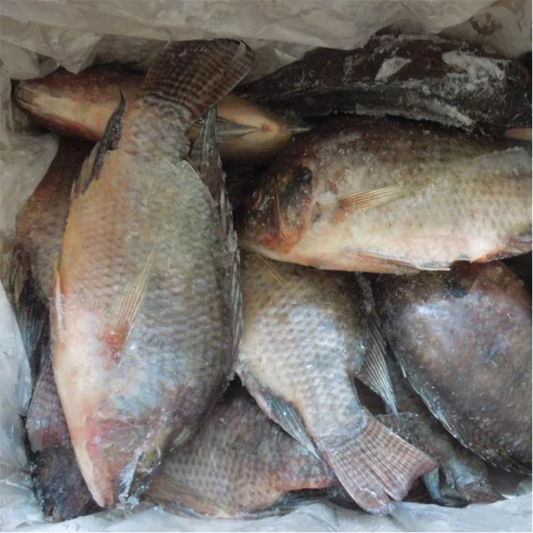 whole round frozen seafood tilapia fresh fish