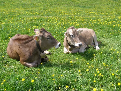 Parda alpina oxes bulls