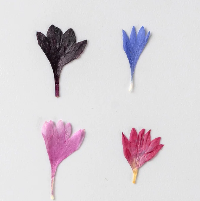 Natural Real Dried Pressed Cornflower Pressed Flowers Plant Flower Specimens Dried Centaurea Cyanus for Epoxy Flower