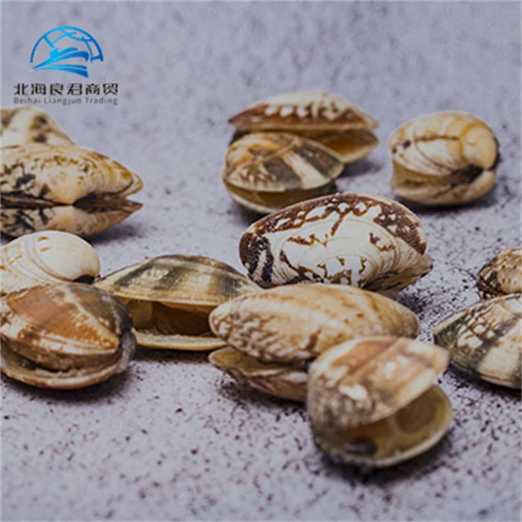 Hot sales high quality frozen best season shellfish clam meat with low price for market