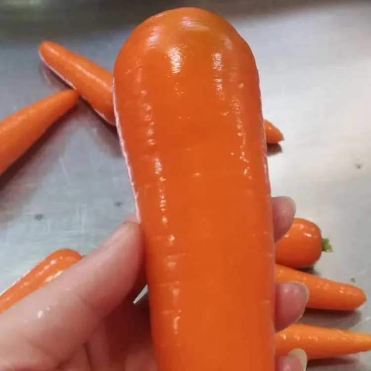 Wholesale price smooth skin fresh red carrot top quality fresh carrot seller china fresh vegetable exporter