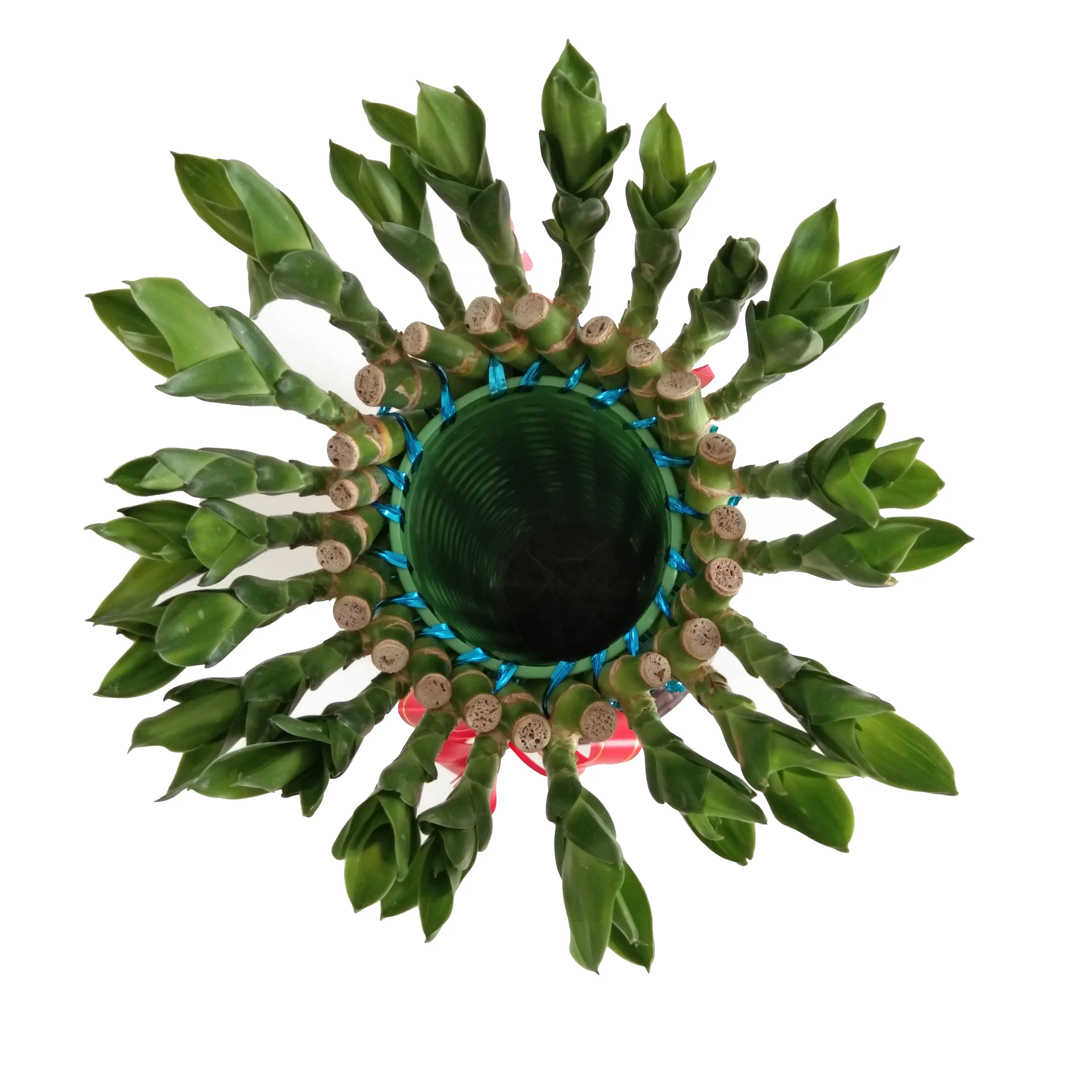 
Green Fengshui wheel lucky bamboo with good quality Zhanjiang 