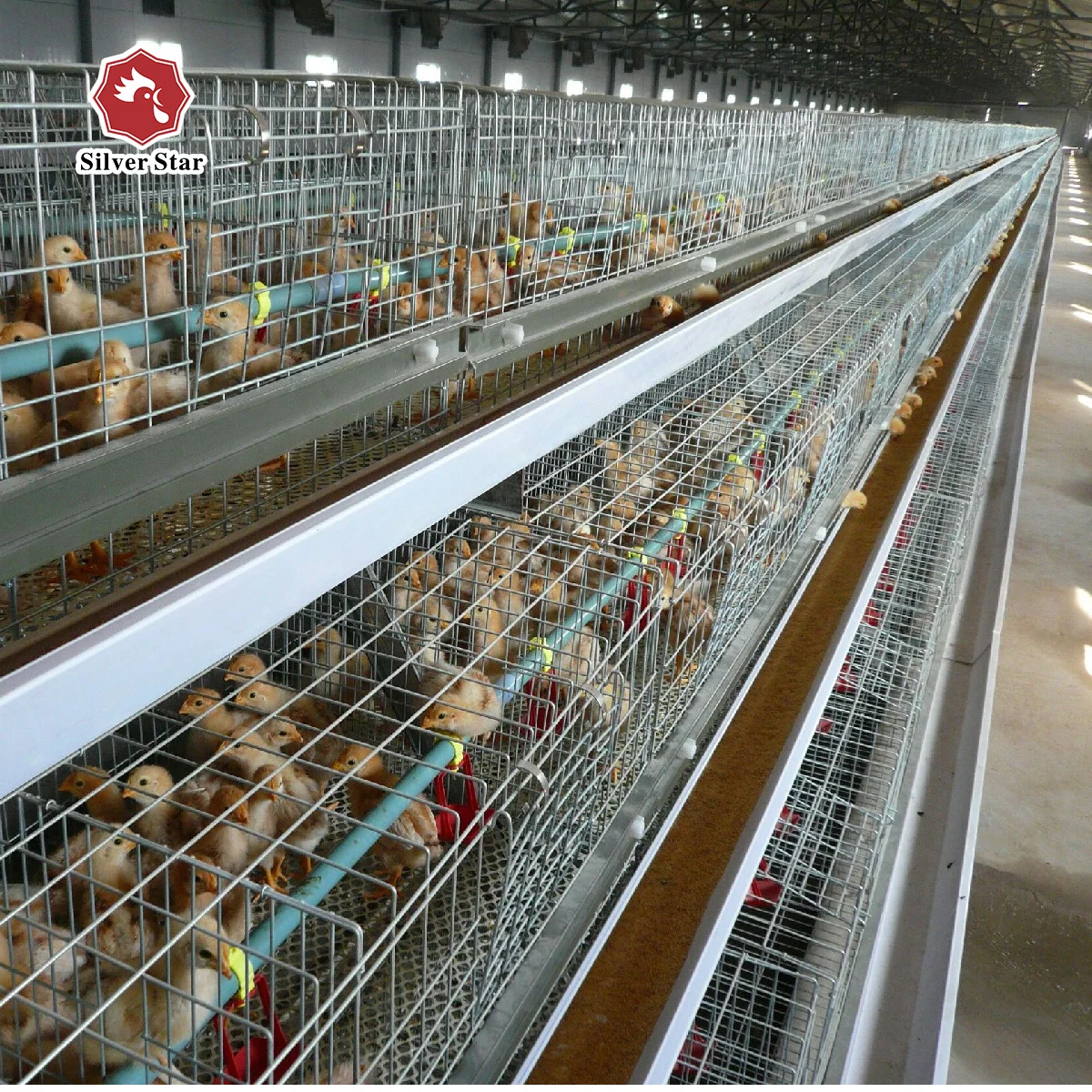 Poultry farm with the equipments/ low cost chicken house /