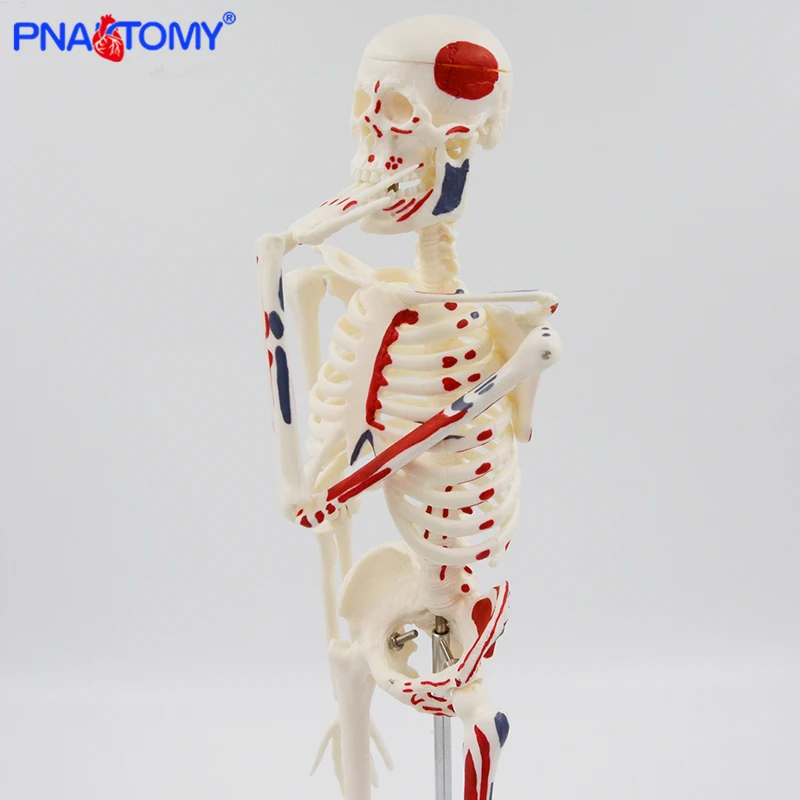45cm Human Skeleton Model with Muscles Anatomy Model Medical Science Spine and Skeleton